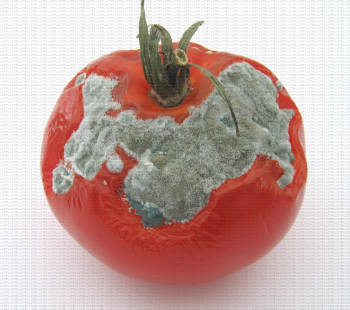 Tomate, évolution de blessure, niveau 5